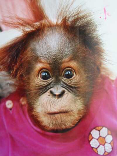 orangutan4.jpg