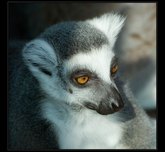 tn_lemur-kata.jpg